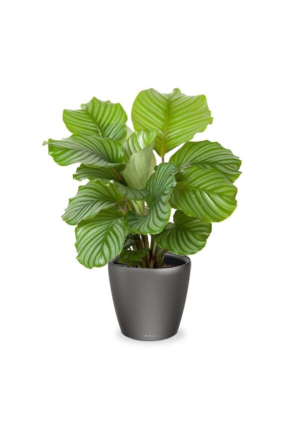 Calathea in Selbstbewässerung Classico