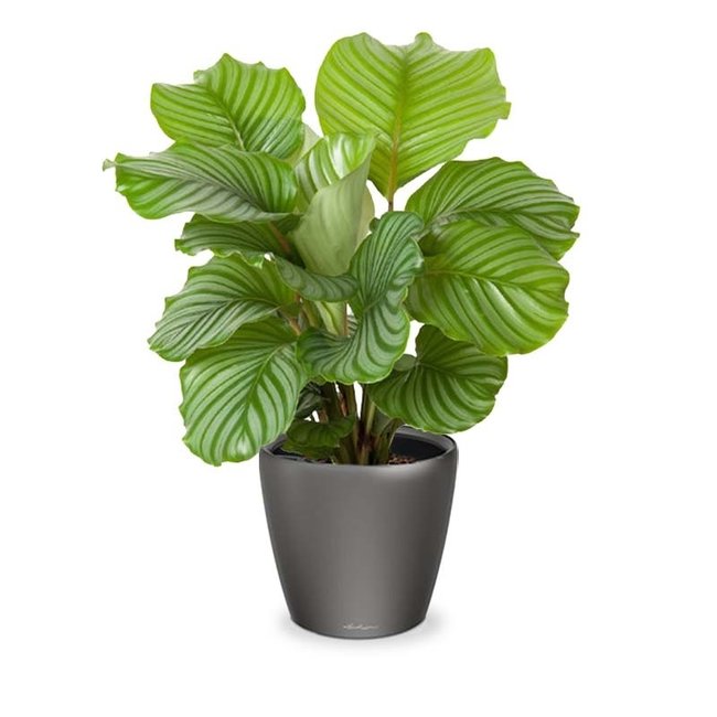 Calathea in Selbstbewässerung Classico