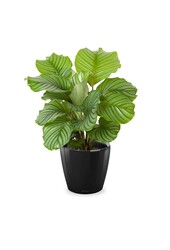 Calathea in Selbstbewässerung Classico
