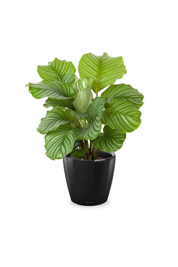 Calathea in Selbstbewässerung Classico