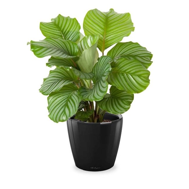 Calathea in Selbstbewässerung Classico