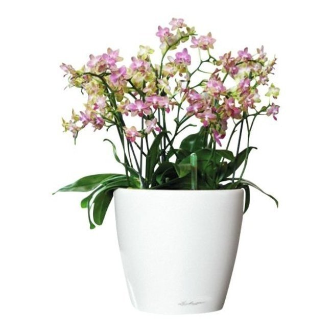 Orchideen im selbstbewässernden Classico