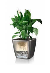 Kentia-Palme in Selbstbewässerung Quadro