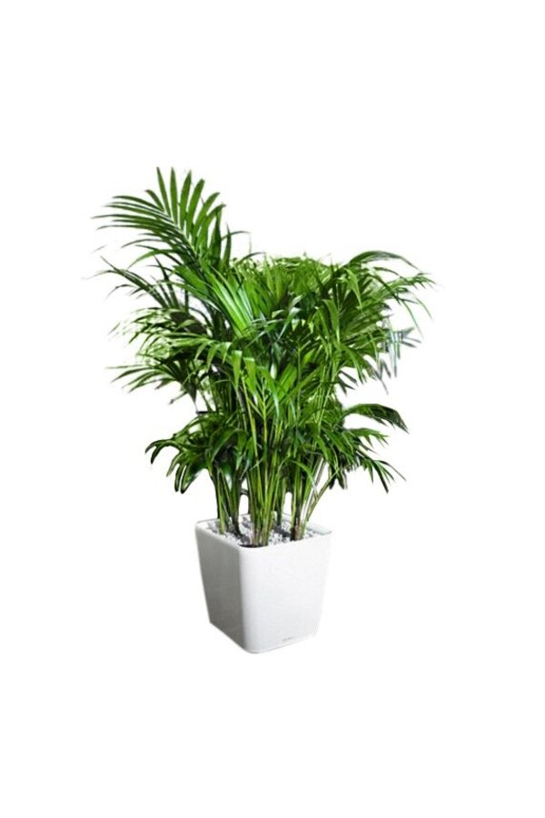 Kentia-Palme in Selbstbewässerung Quadro
