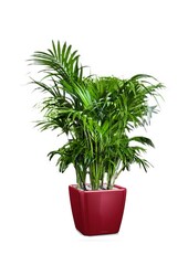 Kentia-Palme in Selbstbewässerung Quadro