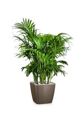 Kentia-Palme in Selbstbewässerung Quadro