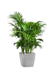 Kentia-Palme in Selbstbewässerung Quadro