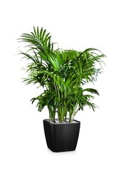 Kentia-Palme in Selbstbewässerung Quadro