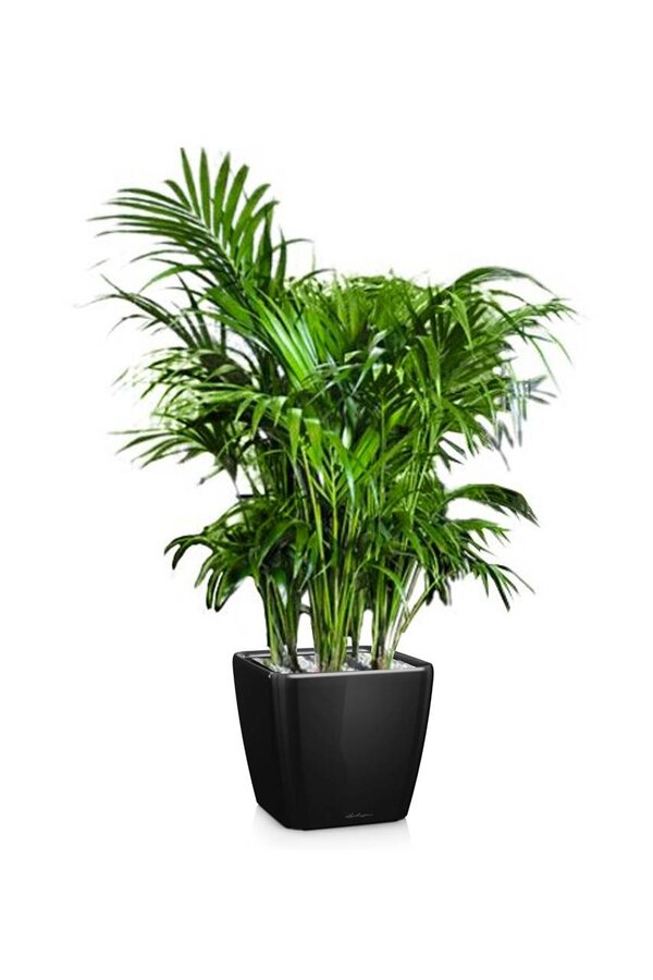 Kentia-Palme in Selbstbewässerung Quadro