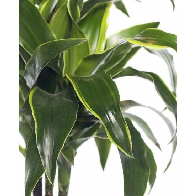 Dracaena Dorado mehrstämmig XXL