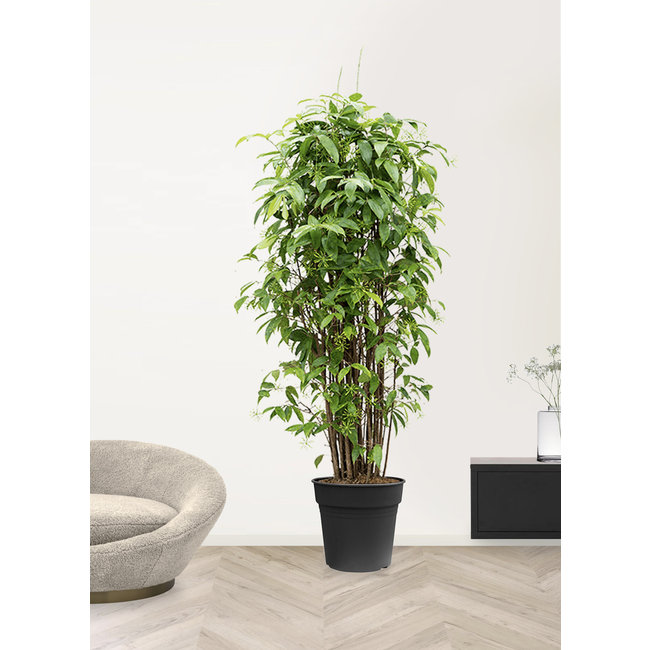 Dracaena Surculosa Busch XXXL