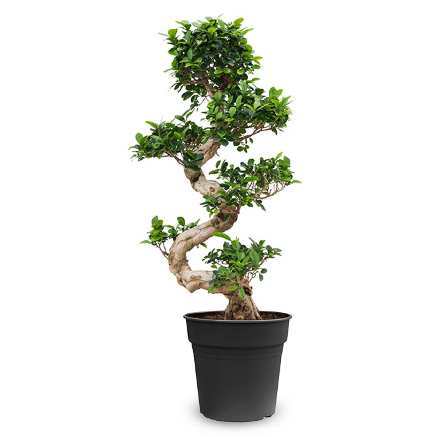 Ficus Bonsai Medium | Top Service bestellen - www.fleurdirect.com