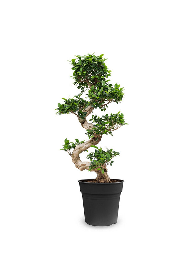 Ficus Bonsai M