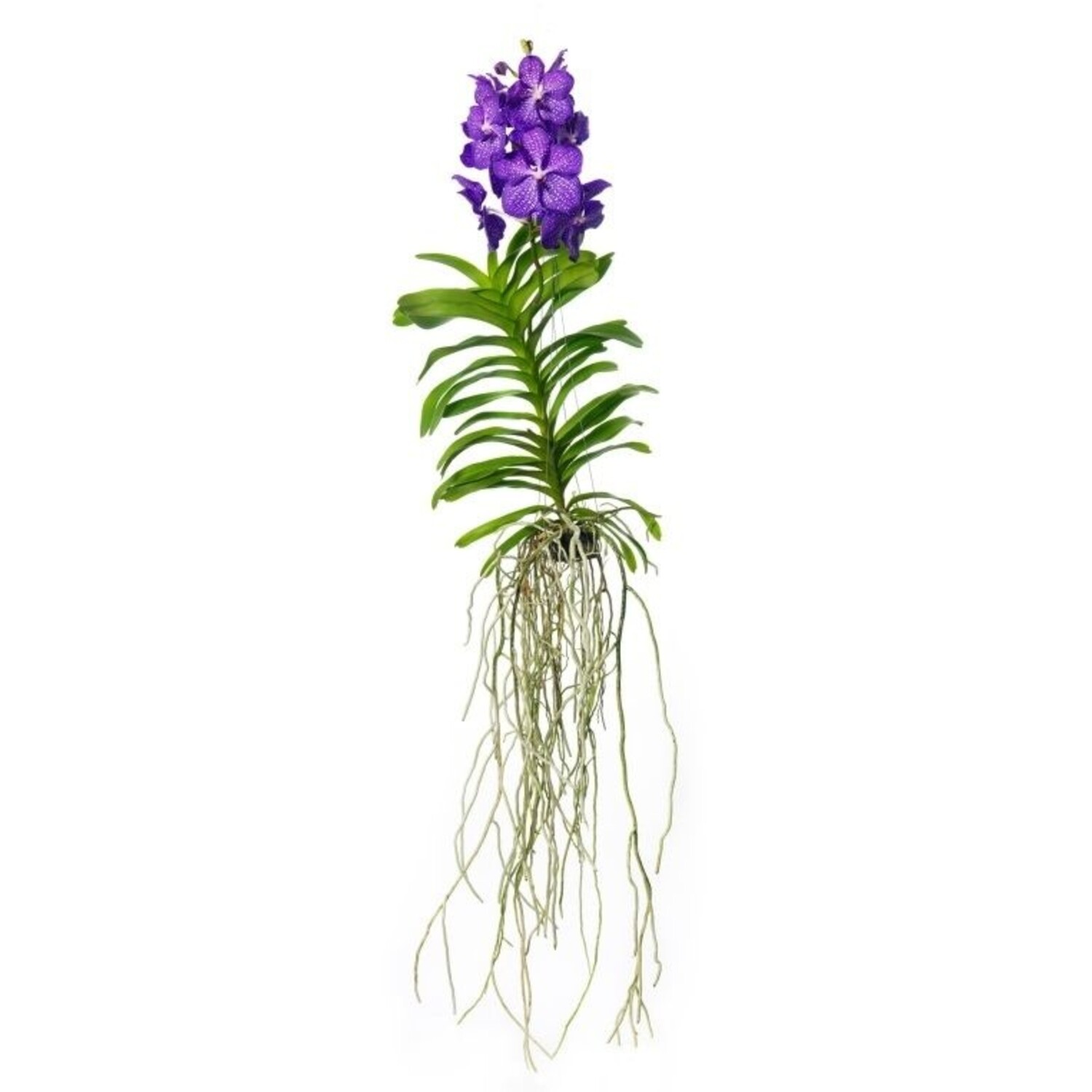 Vanda Blue | Orchidee mit einzigartigem Merkmal - www.fleurdirect.com