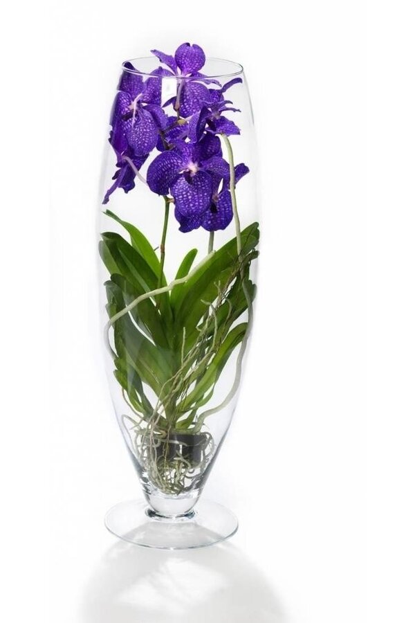Vanda lila in champagnerfarbener Vase