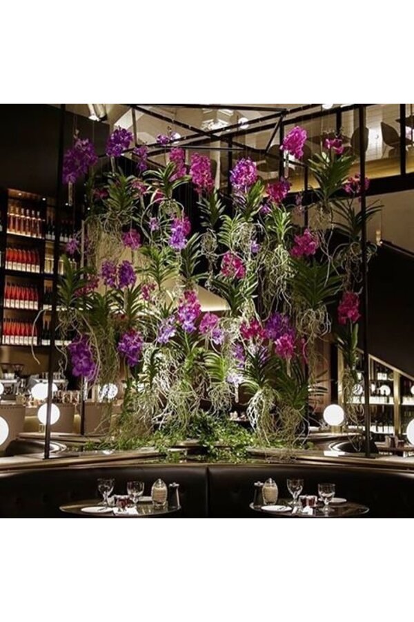 Vanda lila in champagnerfarbener Vase