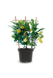 Zitronenbaum auf Gestell XS