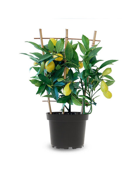 Zitronenbaum