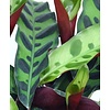 Calathea insignis