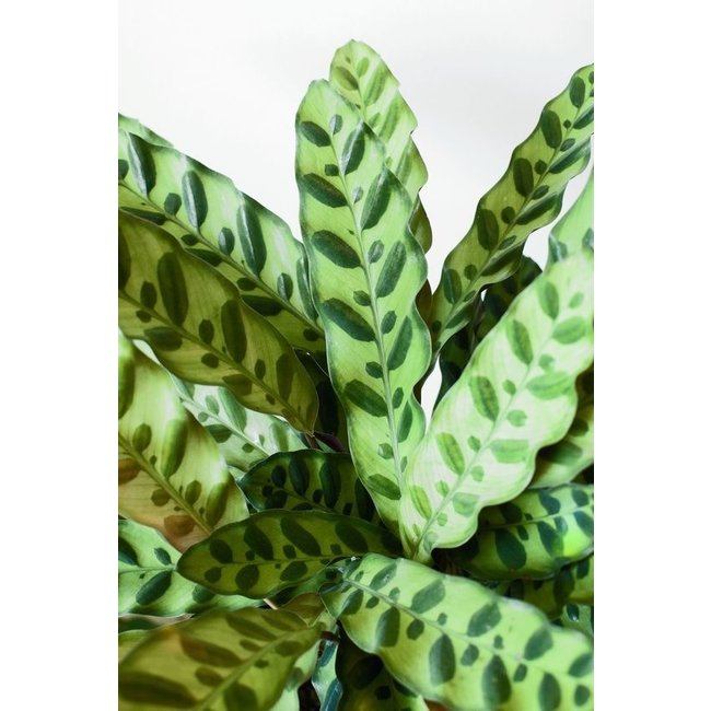 Calathea insignis