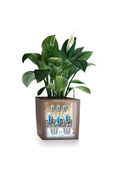 Premium Brick All Inclusive L - Verkauf