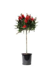 Callistemon Laevis Groß