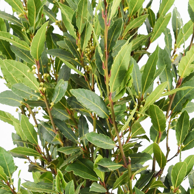 Laurus nobilis Strauch M