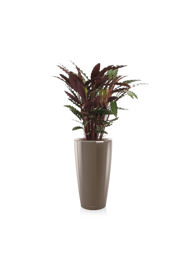 Calathea Rufibarba im selbstbewässernden Rondo
