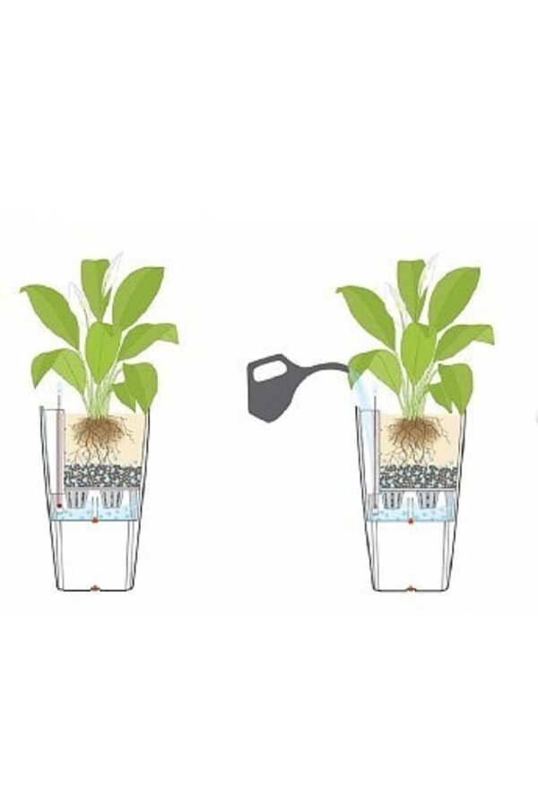 Asplenium in selbstbewässerndem Rondo