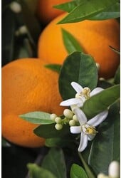 Mediterrane pflanzliche Lebensmittel