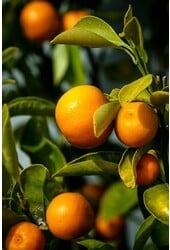 Mediterrane pflanzliche Lebensmittel