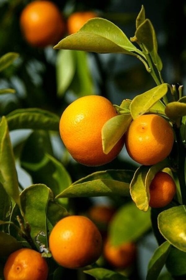 Mediterrane pflanzliche Lebensmittel