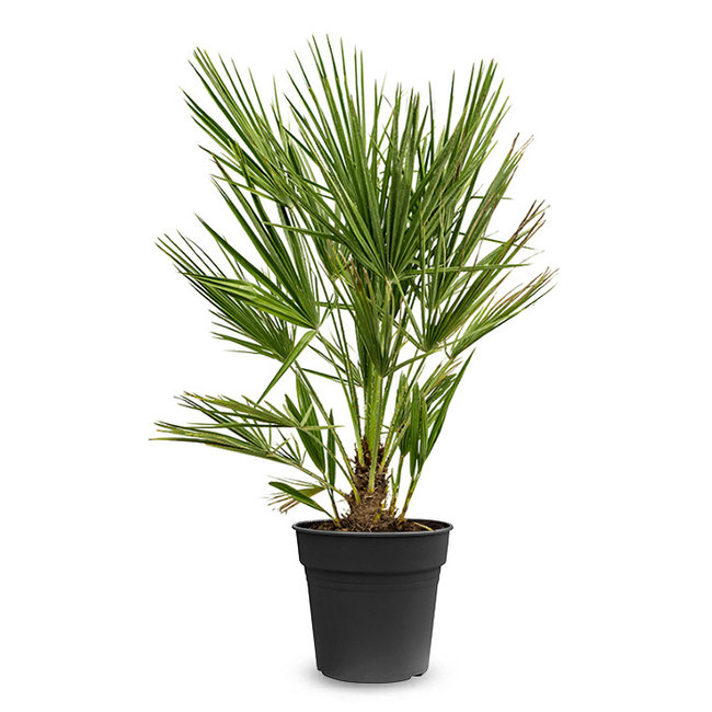 Chamaerops Humilis L