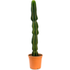 Euphorbia Erytrea XL