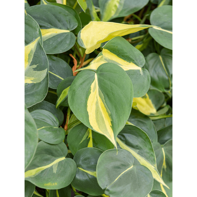 Philodendron Grand Brasil