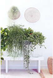 Rhipsalis Pulchra S