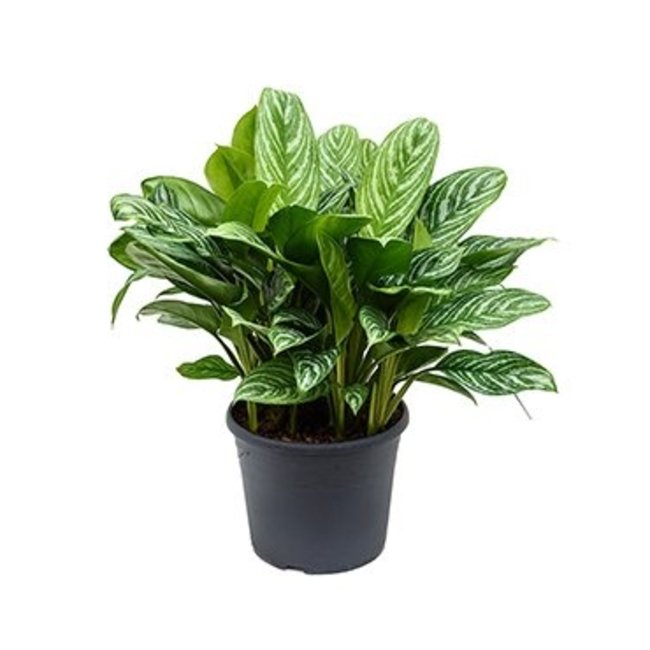 Aglaonema im Polystone-Topf