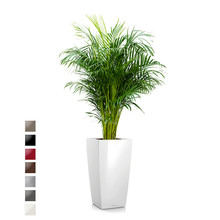 Lechuza Areca