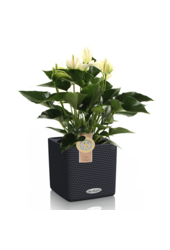 Anthurium weiß in Selbstbewässerung Puro