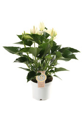 Anthurium weiß in Selbstbewässerung Puro