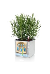 Anthurium weiß in Selbstbewässerung Puro