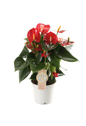 Anthurium rot in selbstbewässerndem Puro