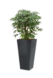 Schefflera in anthrazitfarbener Selbstbewässerungsrinne