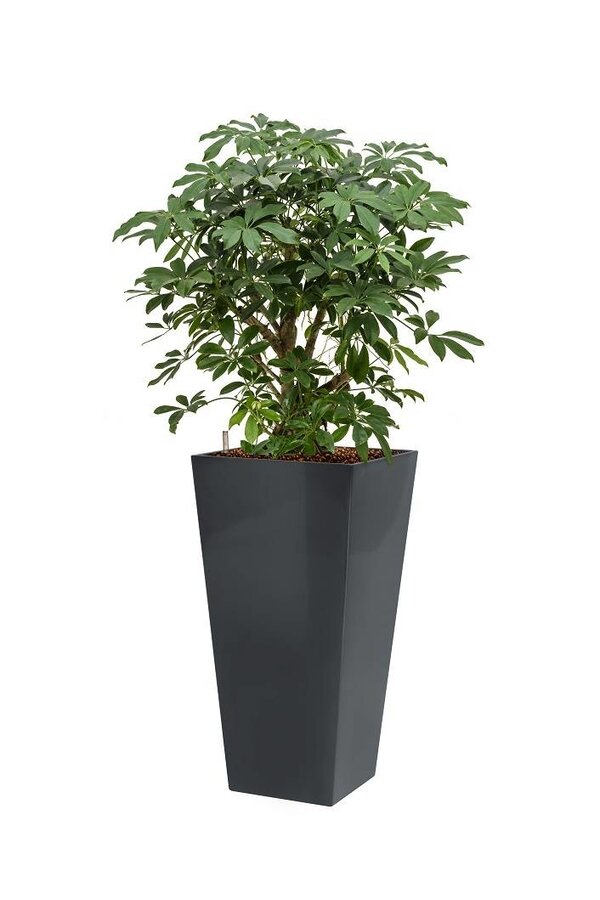 Schefflera in anthrazitfarbener Selbstbewässerungsrinne