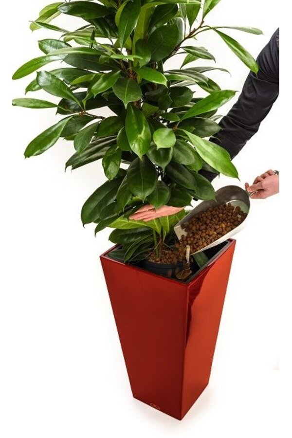 Schefflera in anthrazitfarbener Selbstbewässerungsrinne