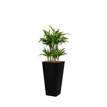 Wasserpflanze Dracaena