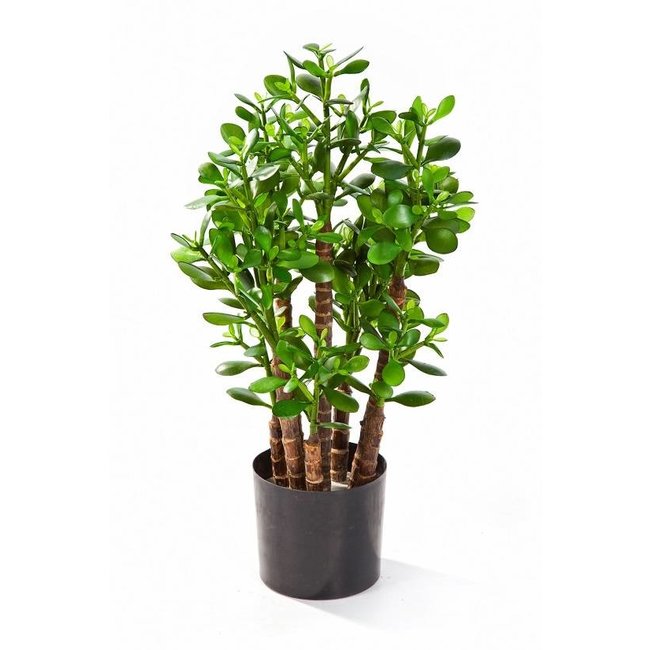 Crassula ovata Kunstpflanze