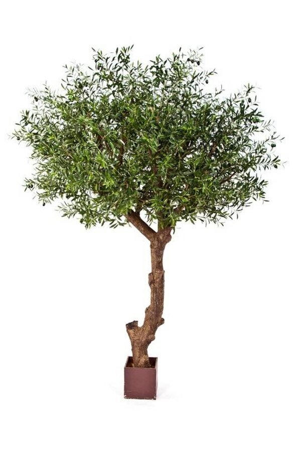 Natürlicher Olivenbaum Poly-Kunstpflanze