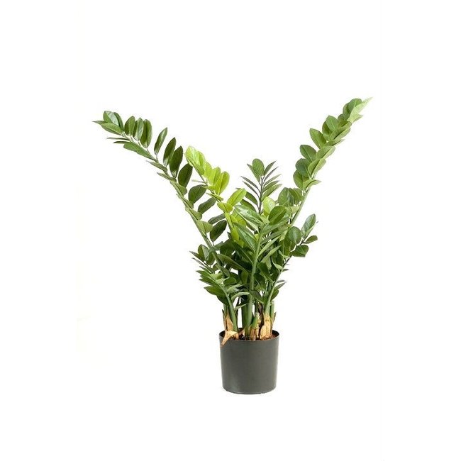 Zamioculcas smaragd künstliche Pflanze