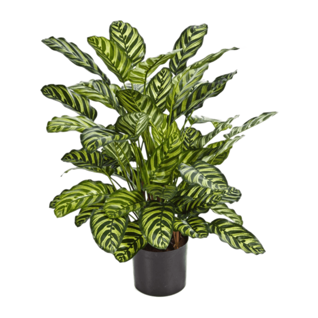 Calathea Kunstpflanze